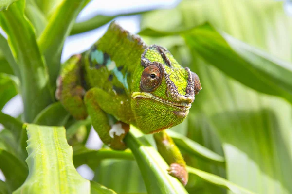 Nahaufnahme eines Chamäleons — Stockfoto