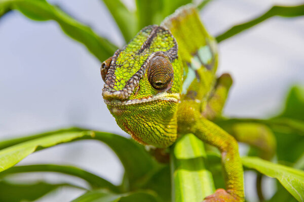 Closeup of a chameleon