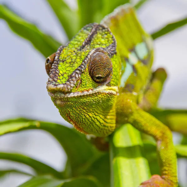 Nahaufnahme eines Chamäleons — Stockfoto