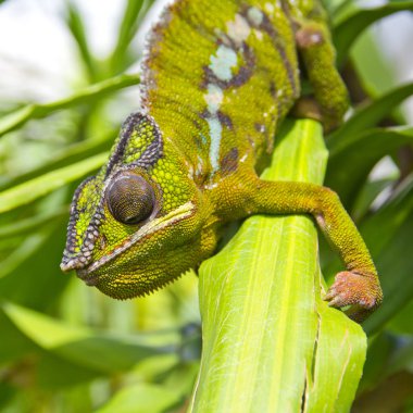 bir bukalemun closeup