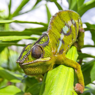 bir bukalemun closeup