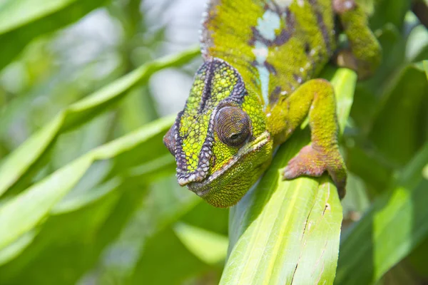 Gros plan d'un caméléon — Photo