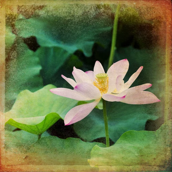 Lotus flower — Stock Photo, Image