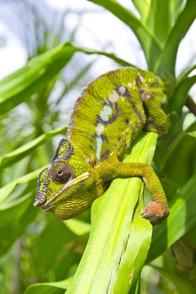 Nahaufnahme eines Chamäleons — Stockfoto