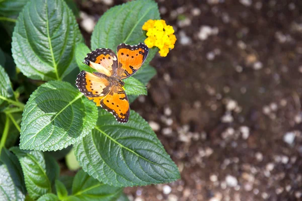 Butterfly — Stock Photo, Image