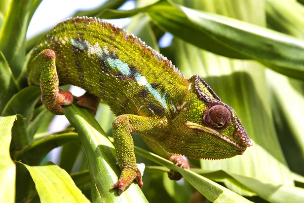 Nahaufnahme eines Chamäleons — Stockfoto