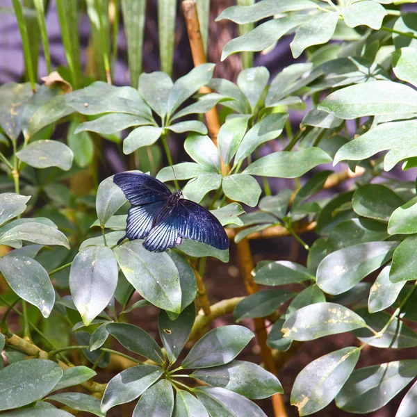 Borboleta — Fotografia de Stock