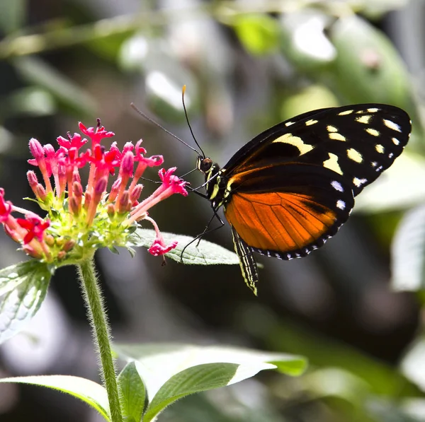 Butterfly — Stock Photo, Image