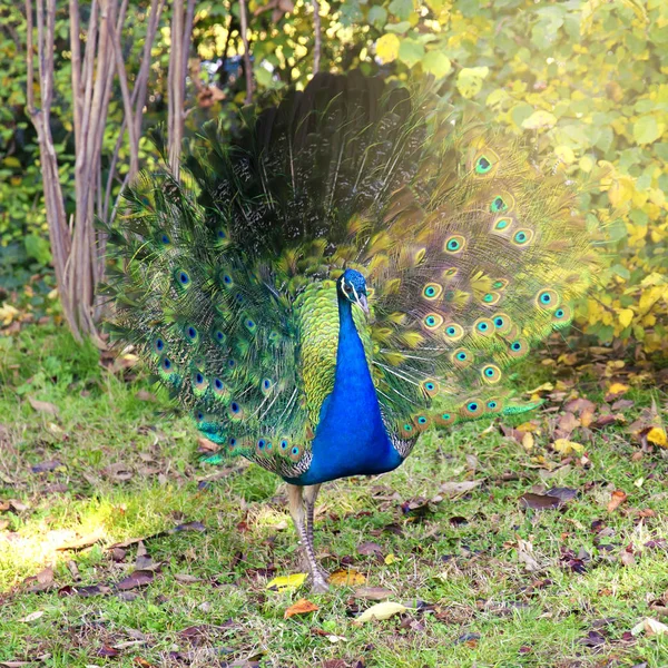 Beautiful blue male peacock with its tail open — Stock Photo, Image