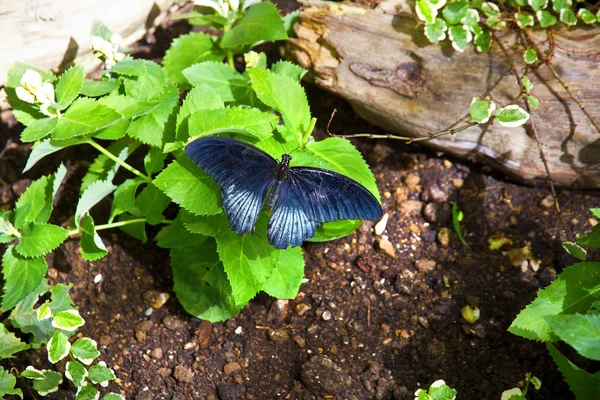 Butterfly — Stock Photo, Image