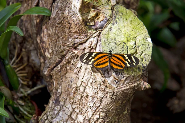 Butterfly — Stock Photo, Image