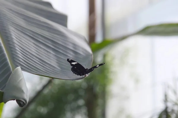 Mariposa. — Foto de Stock