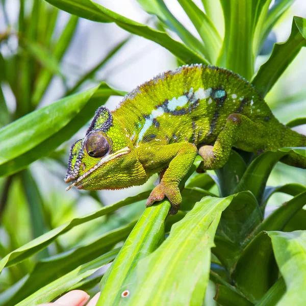 Nahaufnahme eines Chamäleons — Stockfoto