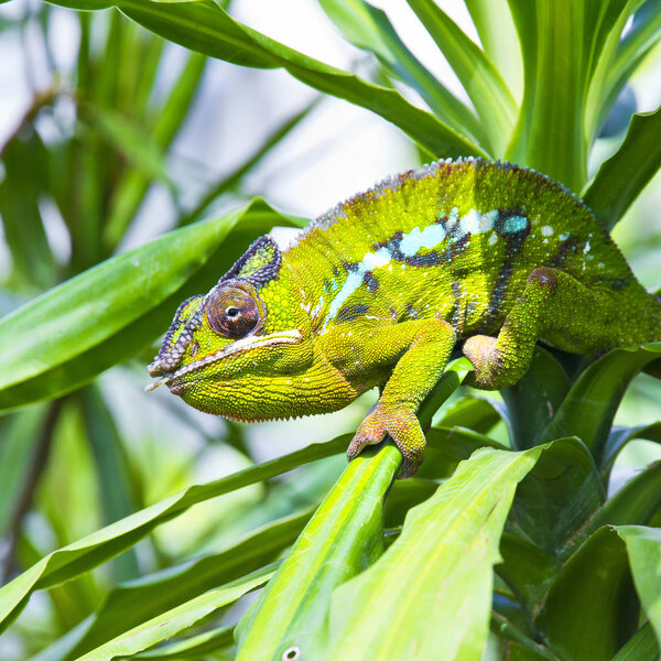 Closeup of a chameleon
