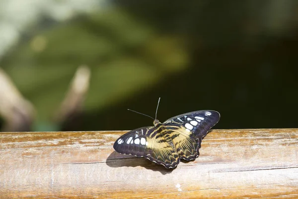 Butterfly — Stock Photo, Image