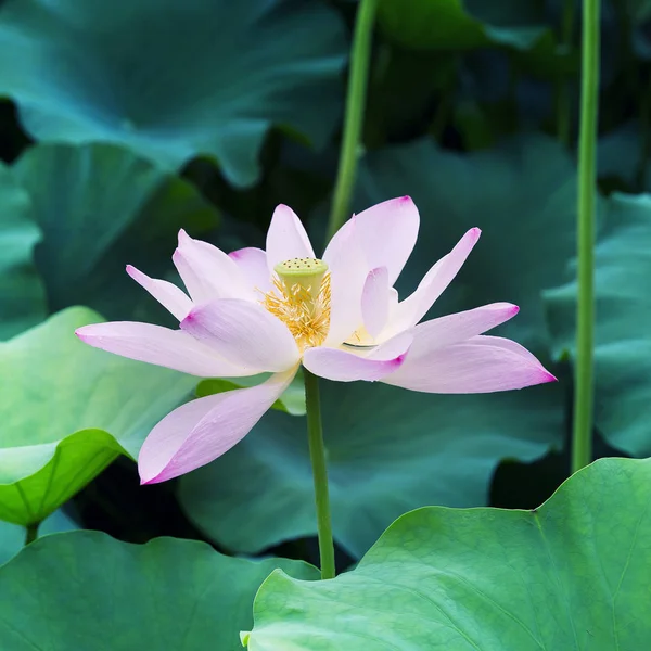 Lotus flower — Stock Photo, Image