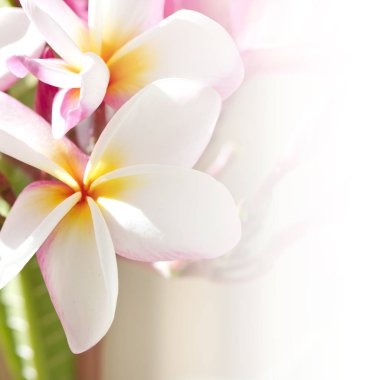 Plumeria
