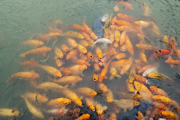 Variegated carps swimming in the lake — Stock Photo, Image