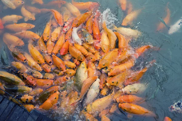 Variegated carps swimming in the lake — Stock Photo, Image