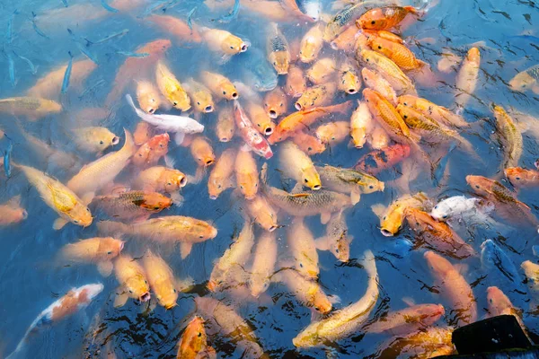 Variegated carps swimming in the lake — Stock Photo, Image