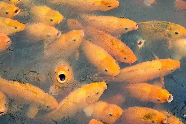 Variegated carps swimming in the lake — Stock Photo, Image