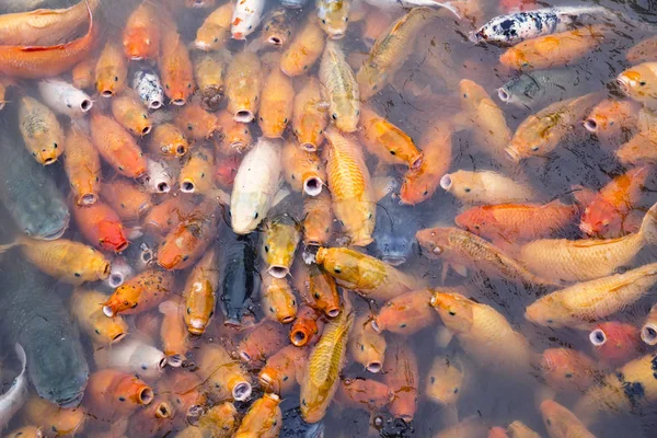 Variegated carps swimming in the lake — Stock Photo, Image