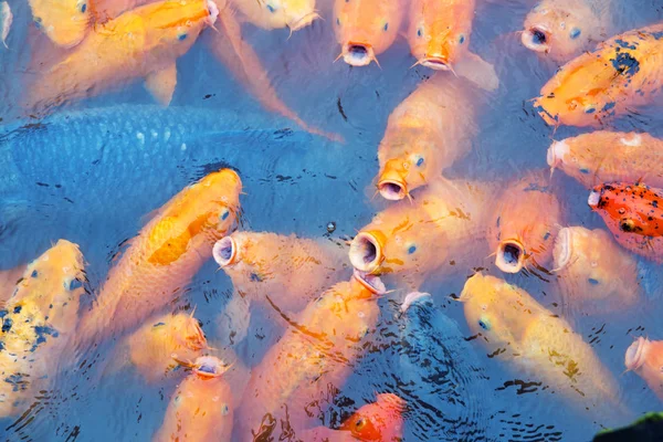 Variegated carps swimming in the lake — Stock Photo, Image