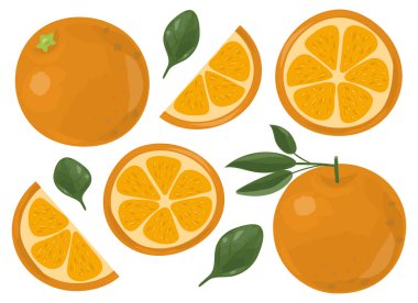 Taze, sulu portakallar. Meyve dilimleri. Vektör illüstrasyonu beyaz arkaplanda izole edildi.