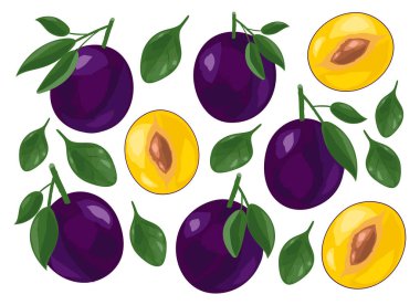 Taze sulu erikler. Meyve dilimleri. Vektör illüstrasyonu beyaz arkaplanda izole edildi.