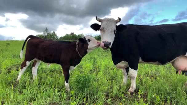 黑人和白人奶牛。一头小牛舔了牛，然后看着摄像机. — 图库视频影像