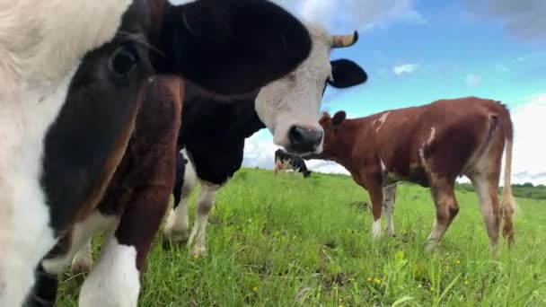 Vache touche le museau de la caméra sur un champ vert avec un beau ciel bleu .