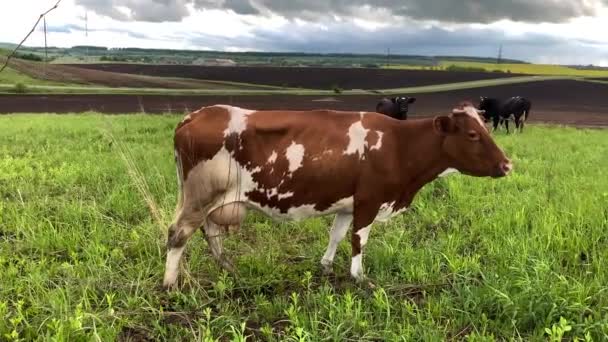 Négy tehén egy zöld mezőn legel a gyönyörű ég hátterében.. — Stock videók