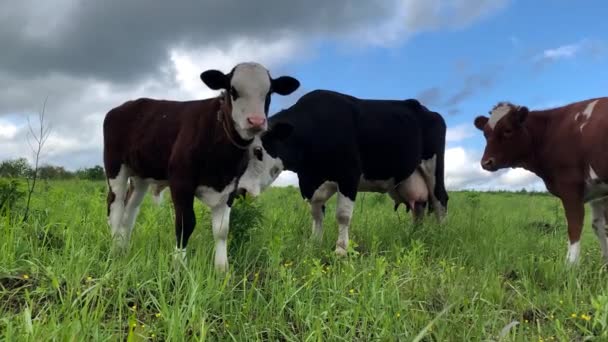Tři krávy se pasou na zeleném poli proti krásné obloze.