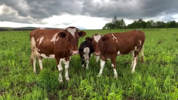 Dos vacas marrones y blancas y un ternero en un campo verde pastan . — Vídeos de Stock