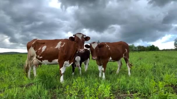 Two brown and white cows and a calf on a green field graze. — Stock Video