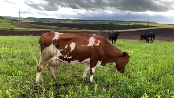 Las vacas pastan en un campo verde sobre un fondo de hermoso cielo . — Vídeos de Stock