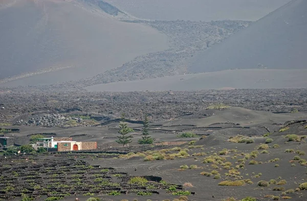 Lanzarote Canary Islands Spain August View Farm Lanzarote August 2005 — Stock Photo, Image
