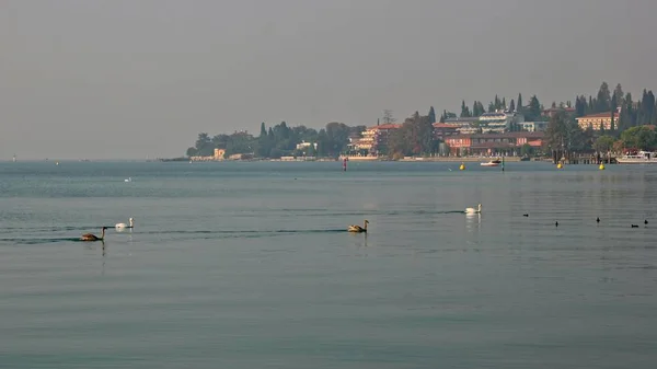 Svanar Simma Över Gardasjön Sirmione — Stockfoto