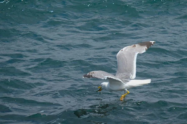 Seagull Catching Fish Istanbul — Stock Photo, Image