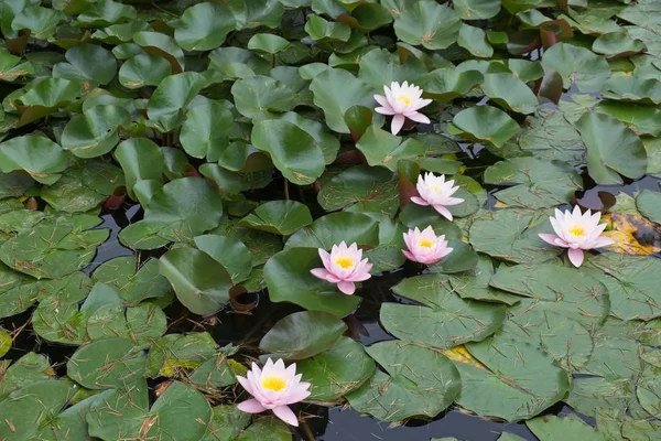 Istanbul Turkey May Water Lilies Flowering Dolmabache Palace Museum Istanbul — Stock Photo, Image