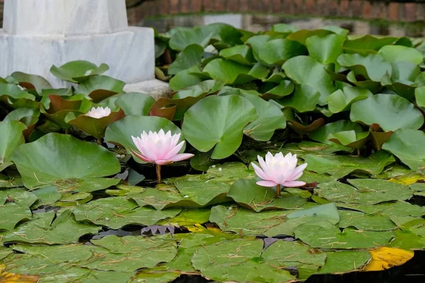 Istanbul Turkey May Water Lilies Flowering Dolmabache Palace Museum Istanbul — Stock Photo, Image
