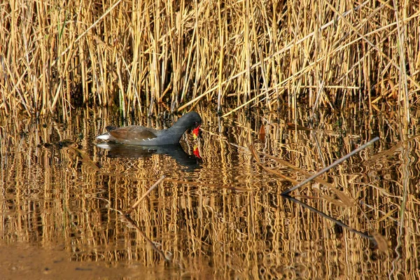 Moorhen Bathed Golden Light Barnes Wetland Trust — Stock Photo, Image