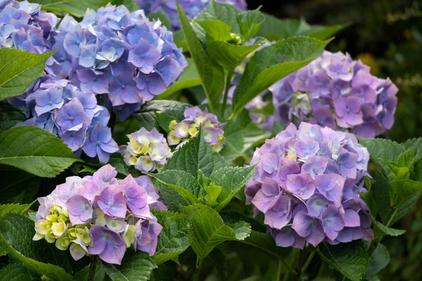 Közös Hortenzia Macrophylla Virágzó — Stock Fotó