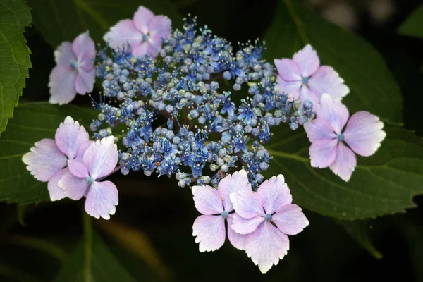Blå Lacecap Hydrangea Just Börjat Blomma — Stockfoto