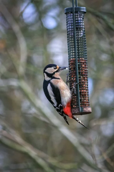 Great Spotted Woodpecker Makan Dari Kacang — Stok Foto