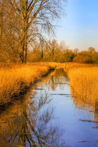 ケンブリッジの自然保護区で湿地の午後冬の終わりサンシャイン — ストック写真