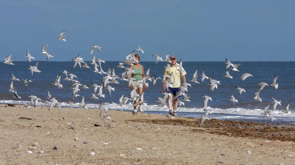 Winterton Sea Norfolk Agosto Casal Caminhando Direção Bando Little Terns — Fotografia de Stock