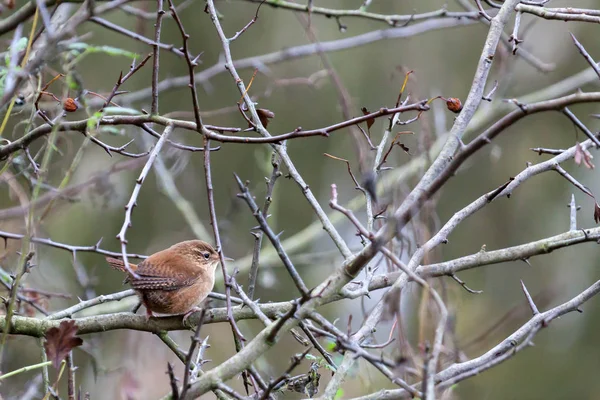 Winterkoning Troglodytes Troglodytes Weir Hout Reservoir — Stockfoto