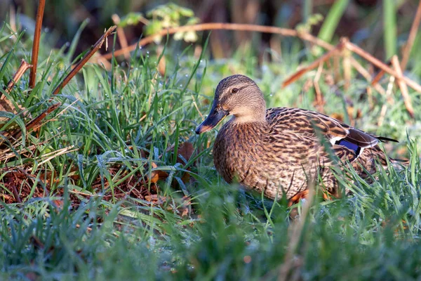 Canard Colvert Femelle Marchant Travers Herbe Chargée Rosée — Photo