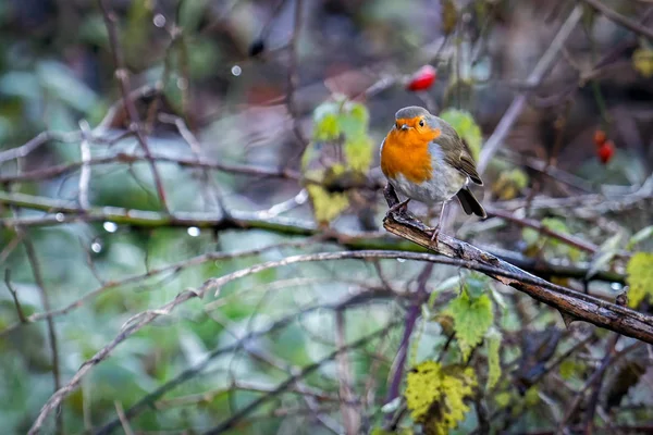 Robin Erithacus Rubecula Στηρίζεται Ένα Δέντρο — Φωτογραφία Αρχείου